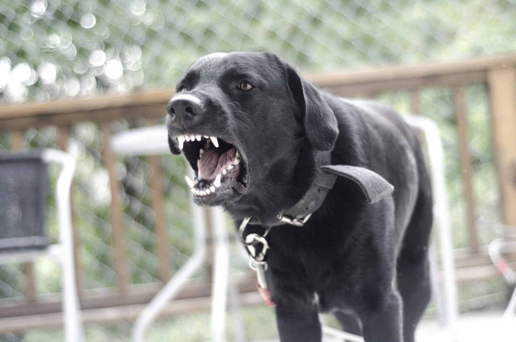 Black Dog Barking At The Camera Stock Photo